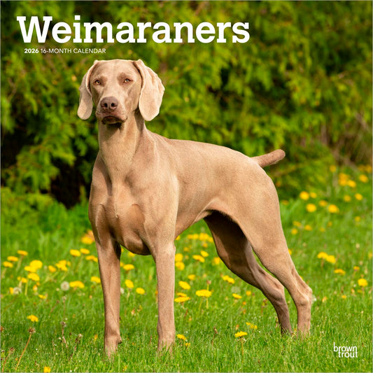 Weimaraners | 2026 12 x 24 Inch (Hanging) Monthly Square Wall Calendar