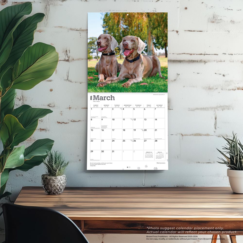 Weimaraners | 2026 12 x 24 Inch (Hanging) Monthly Square Wall Calendar