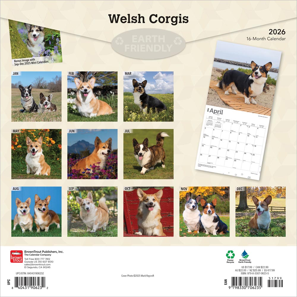 Welsh Corgis | 2026 12 x 24 Inch (Hanging) Monthly Square Wall Calendar