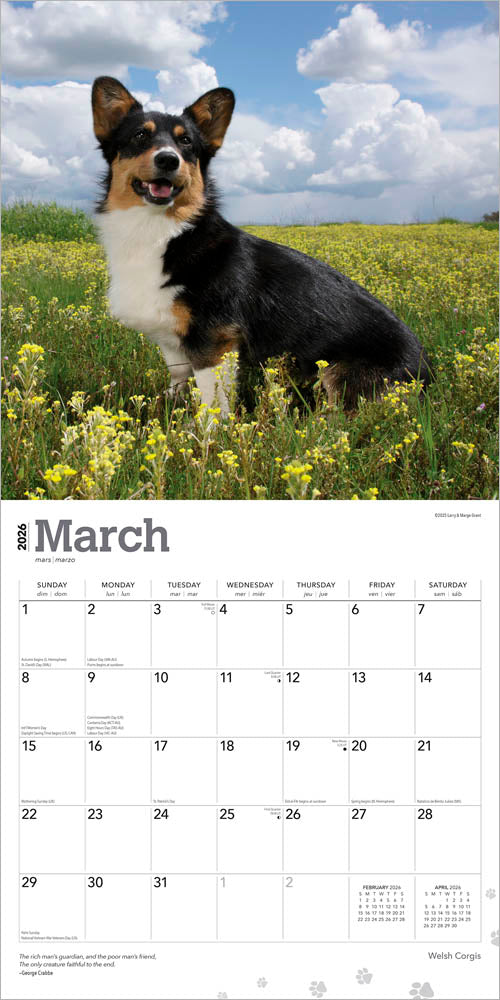 Welsh Corgis | 2026 12 x 24 Inch (Hanging) Monthly Square Wall Calendar