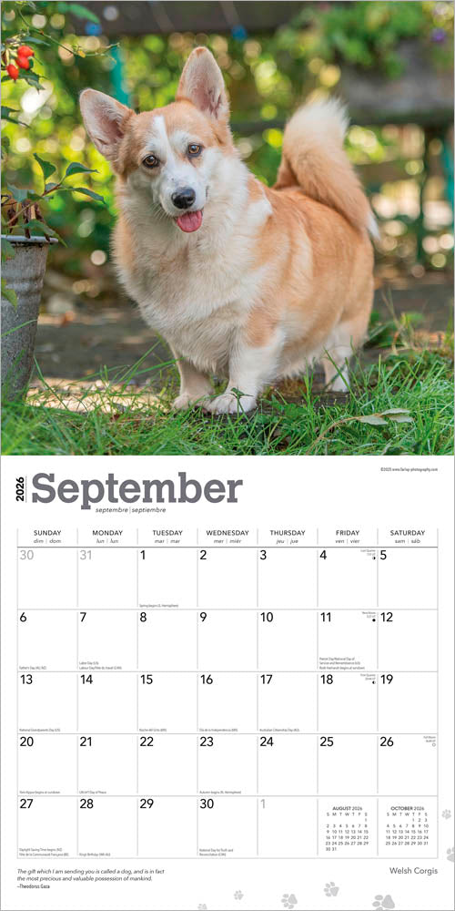 Welsh Corgis | 2026 12 x 24 Inch (Hanging) Monthly Square Wall Calendar