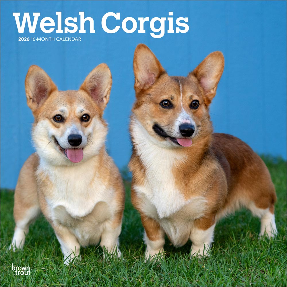 Welsh Corgis | 2026 12 x 24 Inch (Hanging) Monthly Square Wall Calendar
