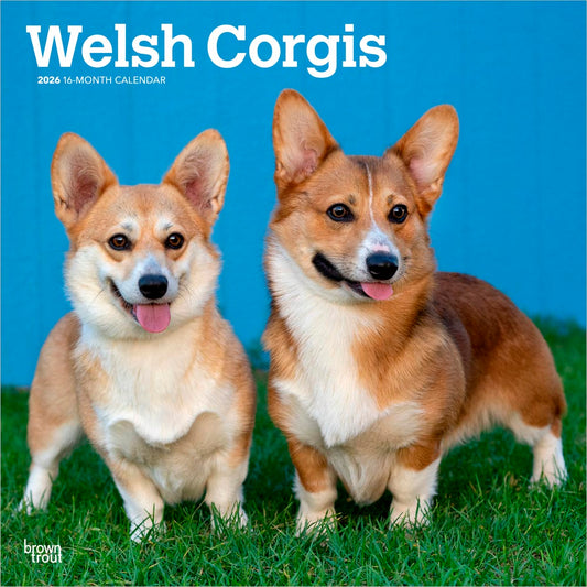 Welsh Corgis | 2026 12 x 24 Inch (Hanging) Monthly Square Wall Calendar
