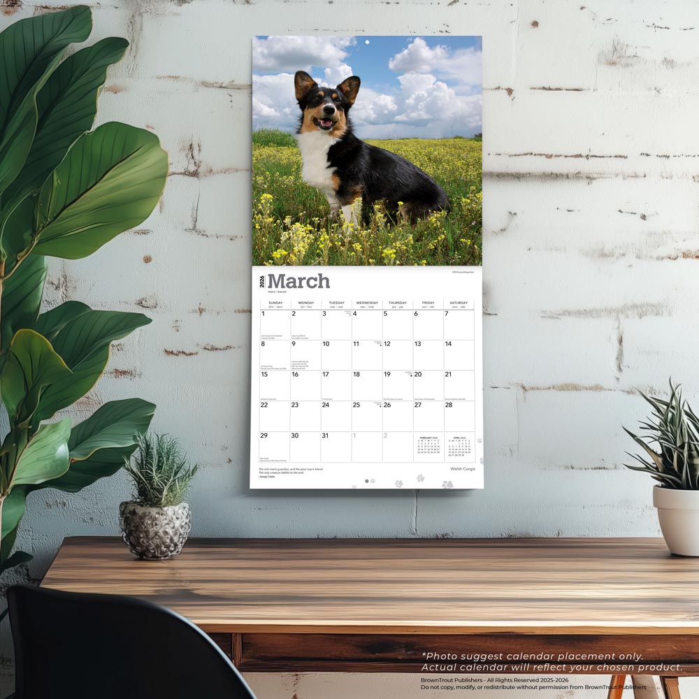 Welsh Corgis | 2026 12 x 24 Inch (Hanging) Monthly Square Wall Calendar