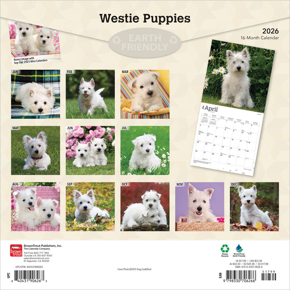 West Highland White Terrier Puppies | 2026 12 x 24 Inch (Hanging) Monthly Square Wall Calendar