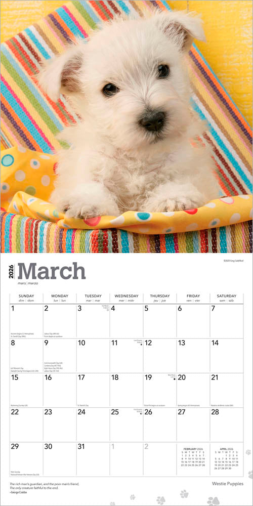 West Highland White Terrier Puppies | 2026 12 x 24 Inch (Hanging) Monthly Square Wall Calendar
