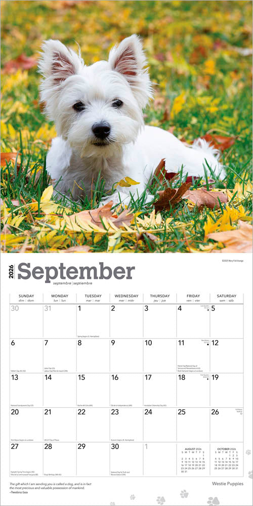 West Highland White Terrier Puppies | 2026 12 x 24 Inch (Hanging) Monthly Square Wall Calendar