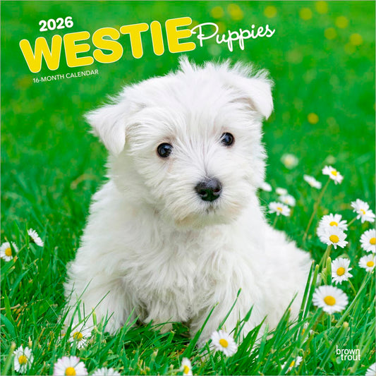 West Highland White Terrier Puppies | 2026 12 x 24 Inch (Hanging) Monthly Square Wall Calendar