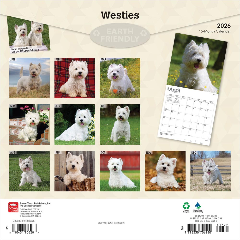 West Highland White Terriers | 2026 12 x 24 Inch (Hanging) Monthly Square Wall Calendar