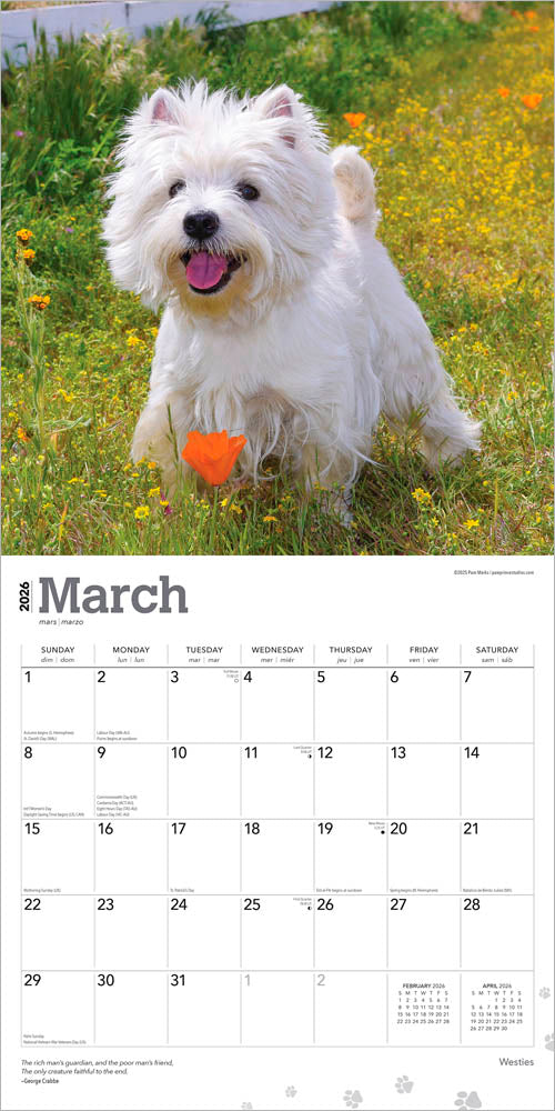 West Highland White Terriers | 2026 12 x 24 Inch (Hanging) Monthly Square Wall Calendar