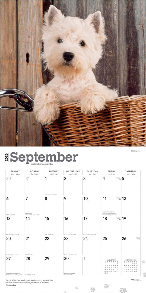 West Highland White Terriers | 2026 12 x 24 Inch (Hanging) Monthly Square Wall Calendar