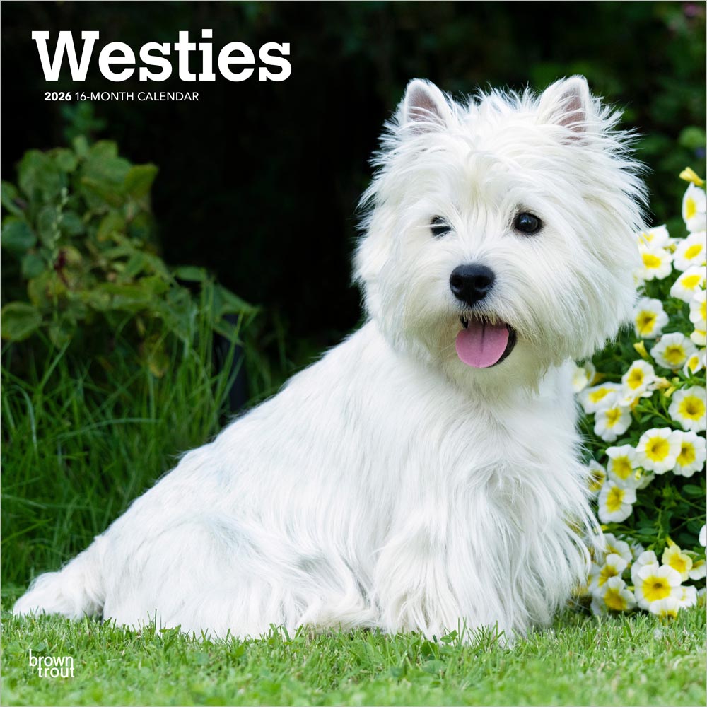 West Highland White Terriers | 2026 12 x 24 Inch (Hanging) Monthly Square Wall Calendar