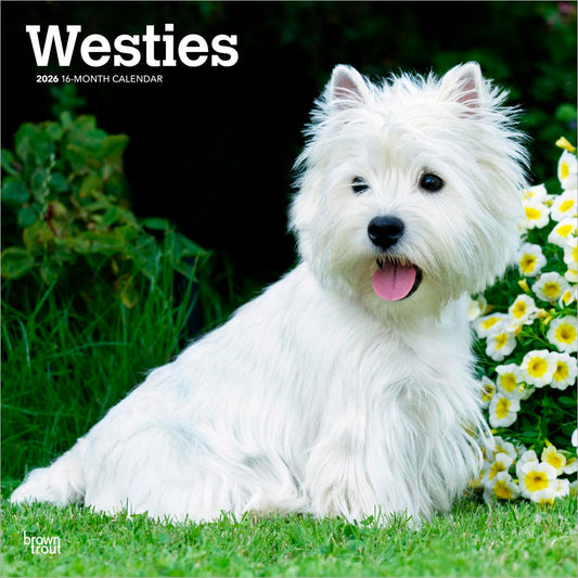 West Highland White Terriers | 2026 12 x 24 Inch (Hanging) Monthly Square Wall Calendar