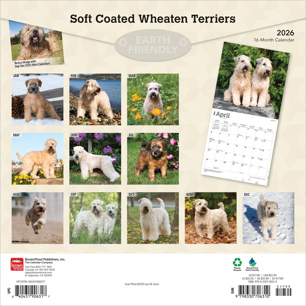 Soft Coated Wheaten Terriers | 2026 12 x 24 Inch (Hanging) Monthly Square Wall Calendar