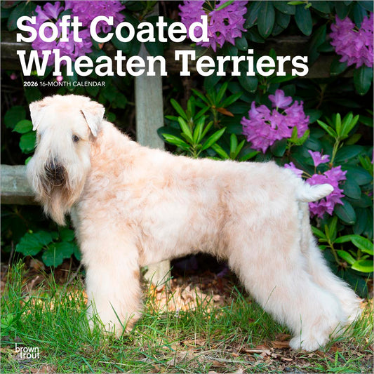 Soft Coated Wheaten Terriers | 2026 12 x 24 Inch (Hanging) Monthly Square Wall Calendar