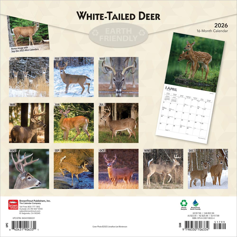 White Tailed Deer | 2026 12 x 24 Inch (Hanging) Monthly Square Wall Calendar