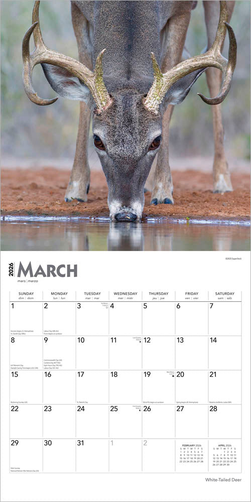 White Tailed Deer | 2026 12 x 24 Inch (Hanging) Monthly Square Wall Calendar