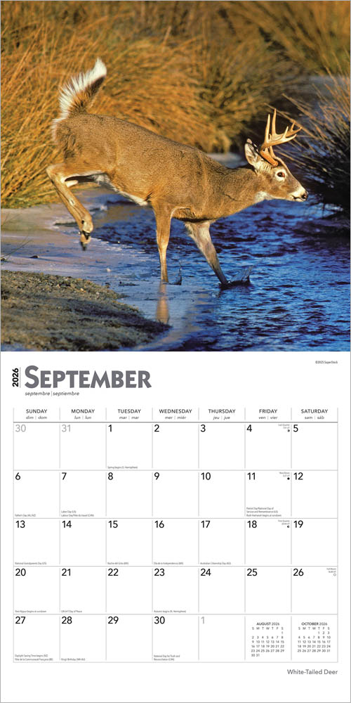 White Tailed Deer | 2026 12 x 24 Inch (Hanging) Monthly Square Wall Calendar