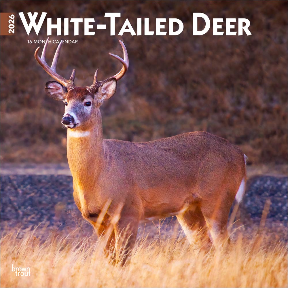 White Tailed Deer | 2026 12 x 24 Inch (Hanging) Monthly Square Wall Calendar