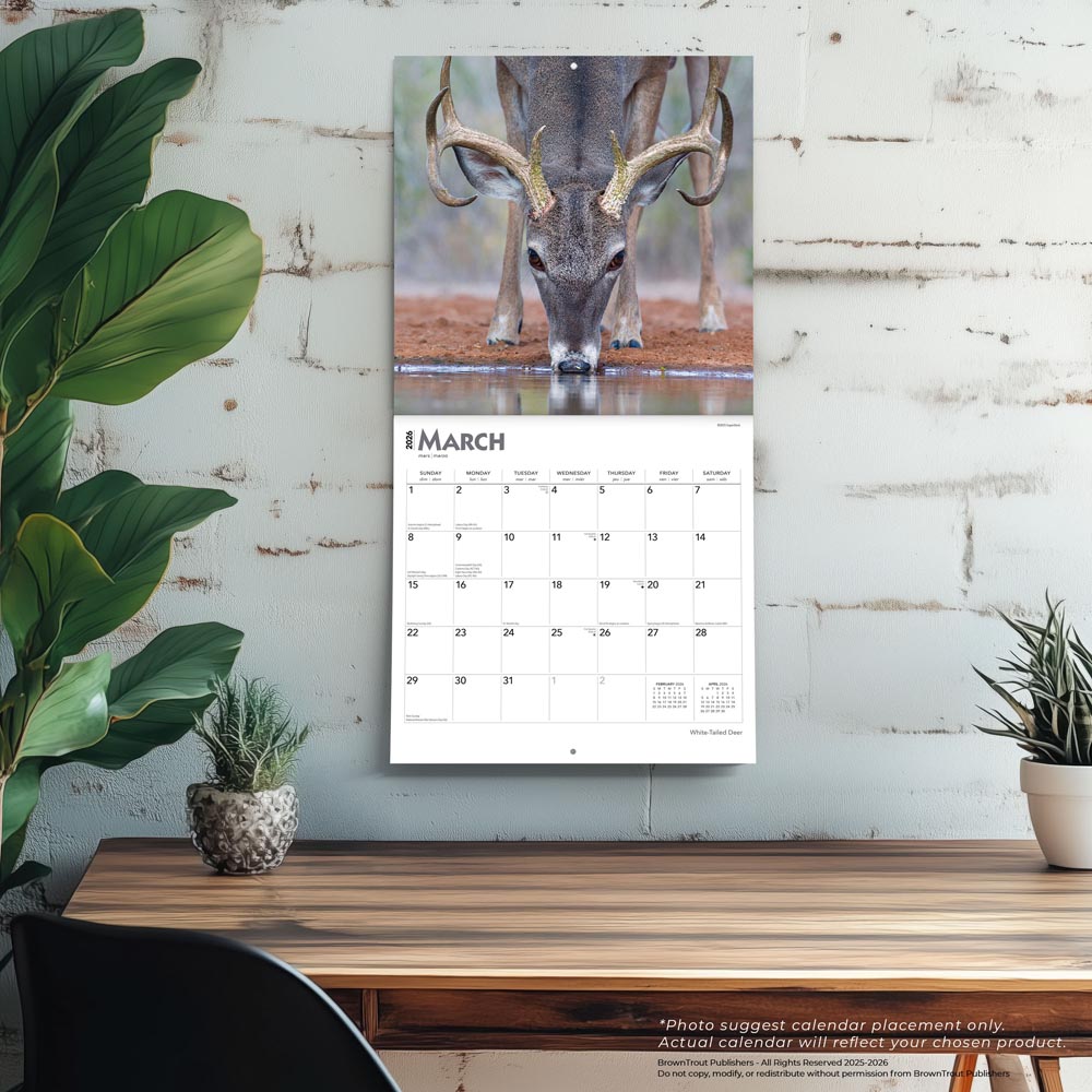 White Tailed Deer | 2026 12 x 24 Inch (Hanging) Monthly Square Wall Calendar