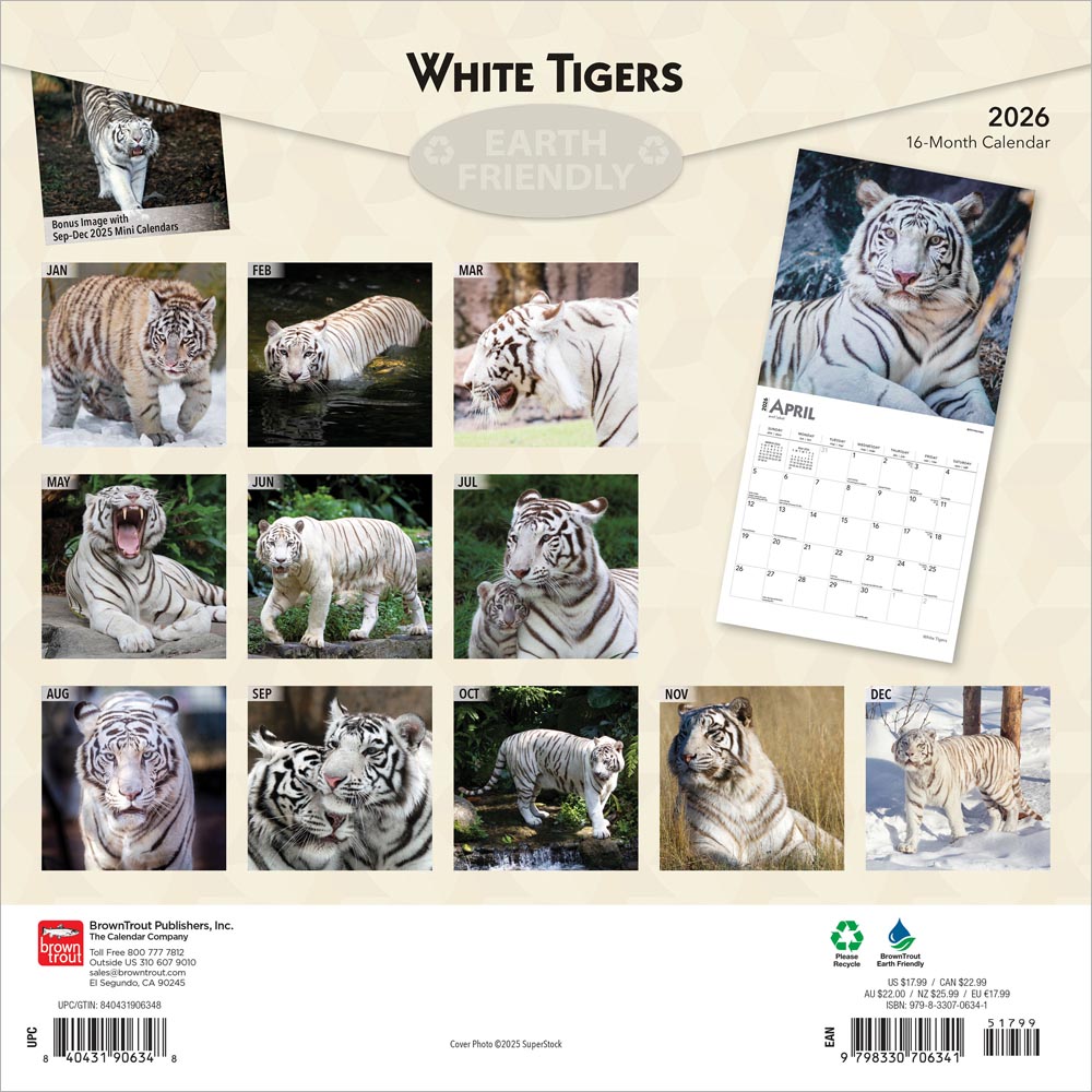 White Tigers | 2026 12 x 24 Inch (Hanging) Monthly Square Wall Calendar
