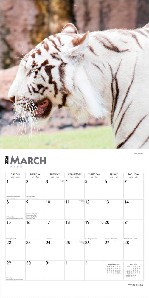White Tigers | 2026 12 x 24 Inch (Hanging) Monthly Square Wall Calendar