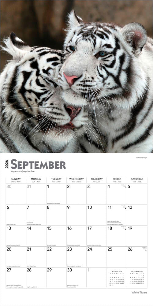 White Tigers | 2026 12 x 24 Inch (Hanging) Monthly Square Wall Calendar