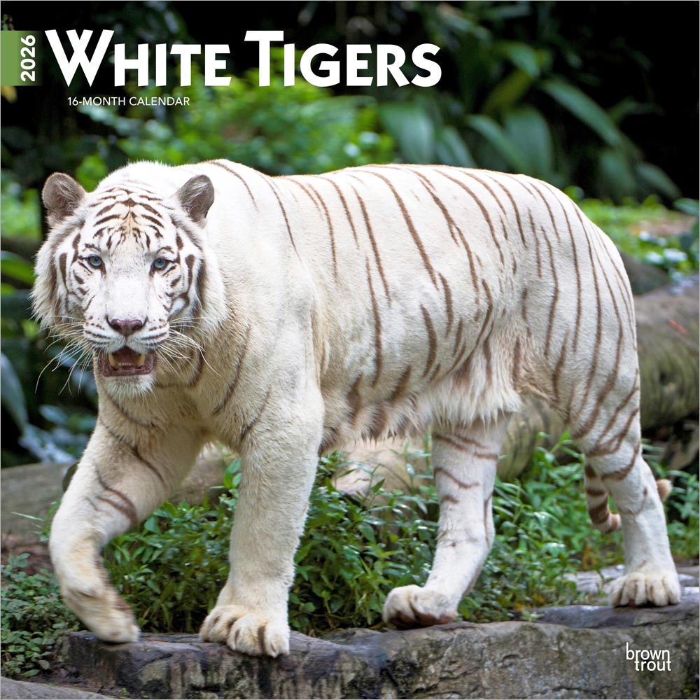White Tigers | 2026 12 x 24 Inch (Hanging) Monthly Square Wall Calendar