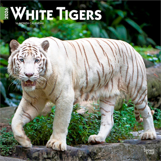 White Tigers | 2026 12 x 24 Inch (Hanging) Monthly Square Wall Calendar
