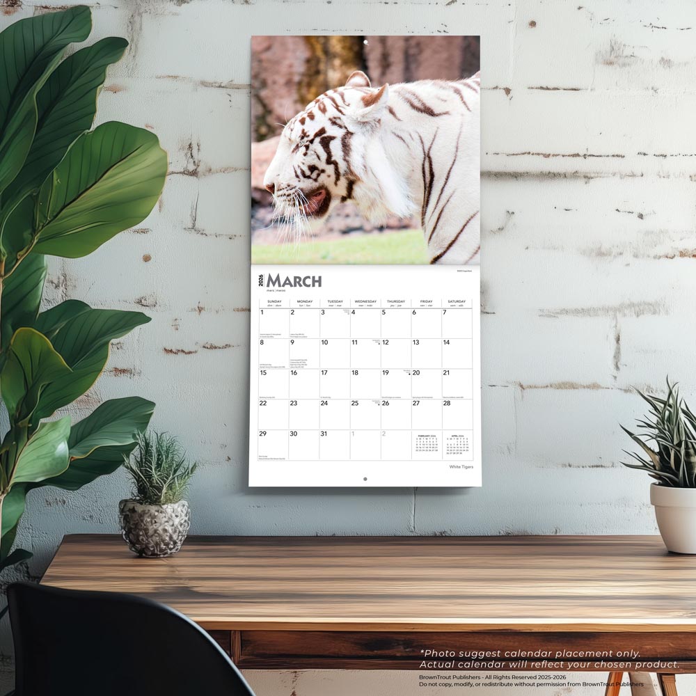 White Tigers | 2026 12 x 24 Inch (Hanging) Monthly Square Wall Calendar