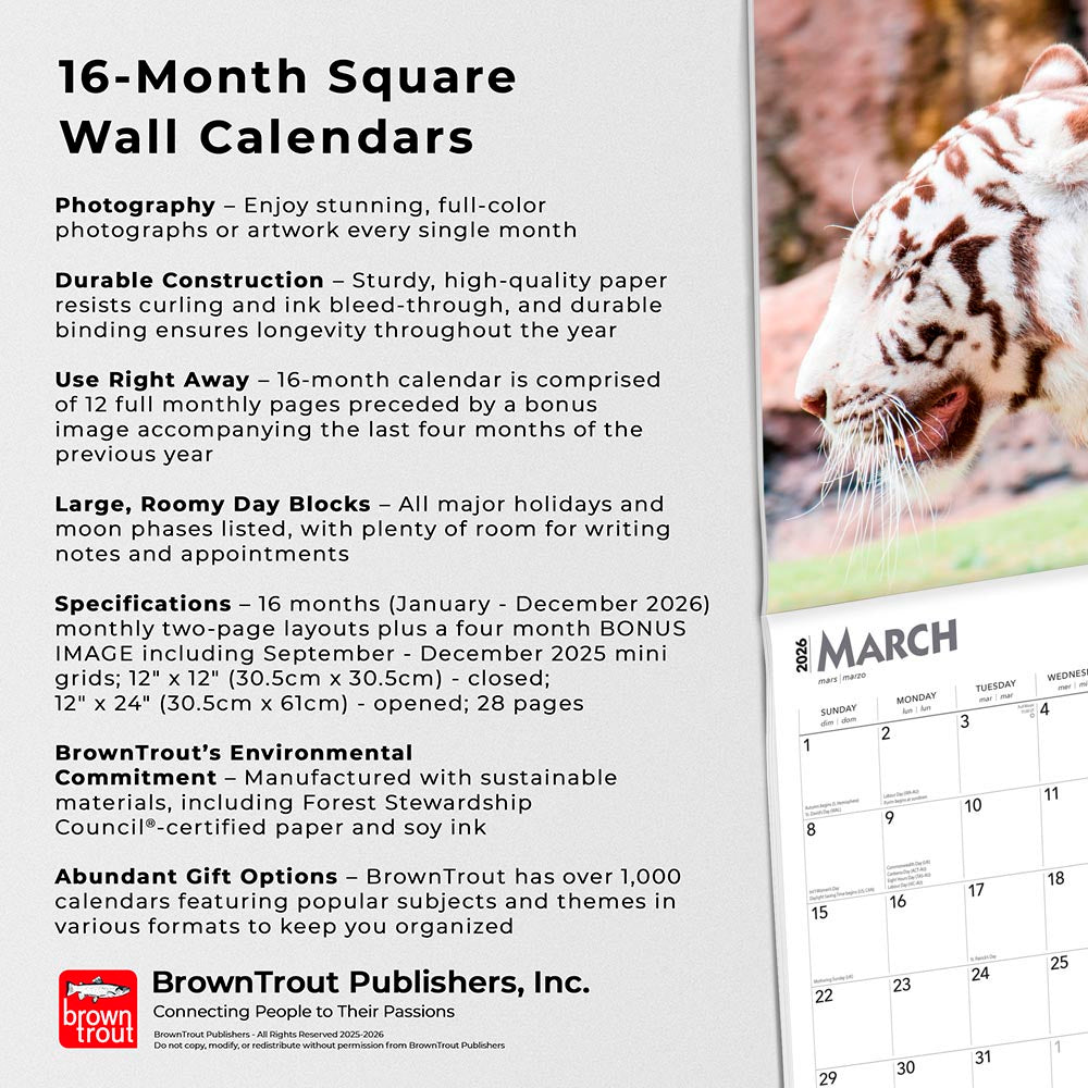 White Tigers | 2026 12 x 24 Inch (Hanging) Monthly Square Wall Calendar