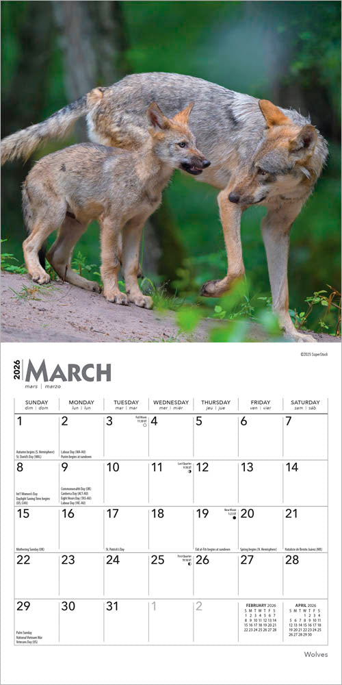 Wolves | 2026 7 x 14 Inch (Hanging) Monthly Mini Wall Calendar