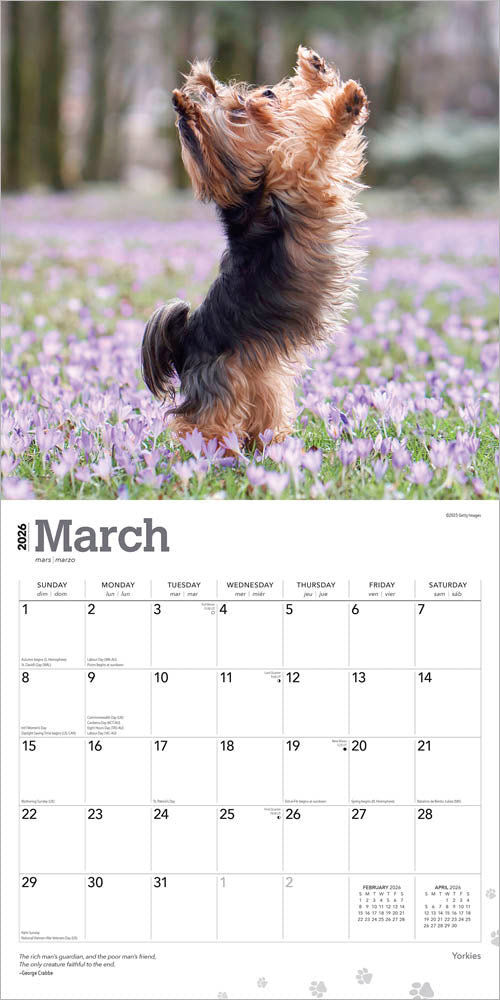 Yorkshire Terriers | 2026 12 x 24 Inch (Hanging) Monthly Square Wall Calendar