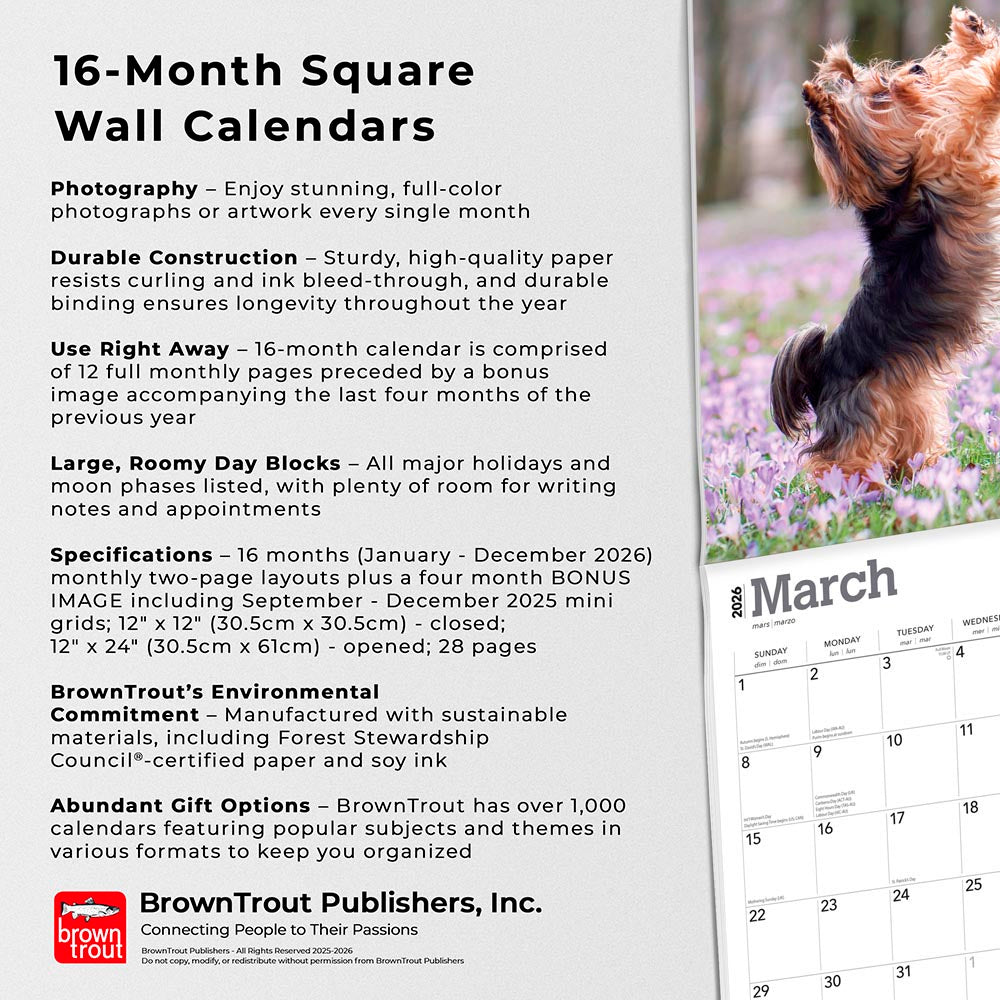 Yorkshire Terriers | 2026 12 x 24 Inch (Hanging) Monthly Square Wall Calendar