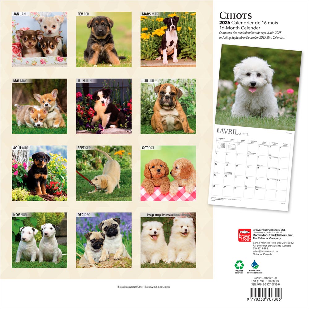 Chiots | 2026 12 x 24 Inch (Hanging) Monthly Square Wall Calendar | French Language