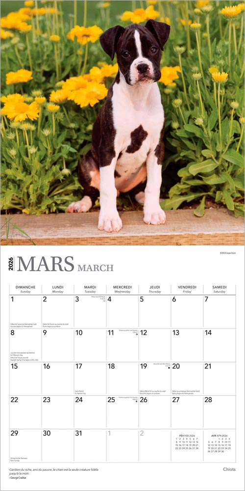 Chiots | 2026 12 x 24 Inch (Hanging) Monthly Square Wall Calendar | French Language