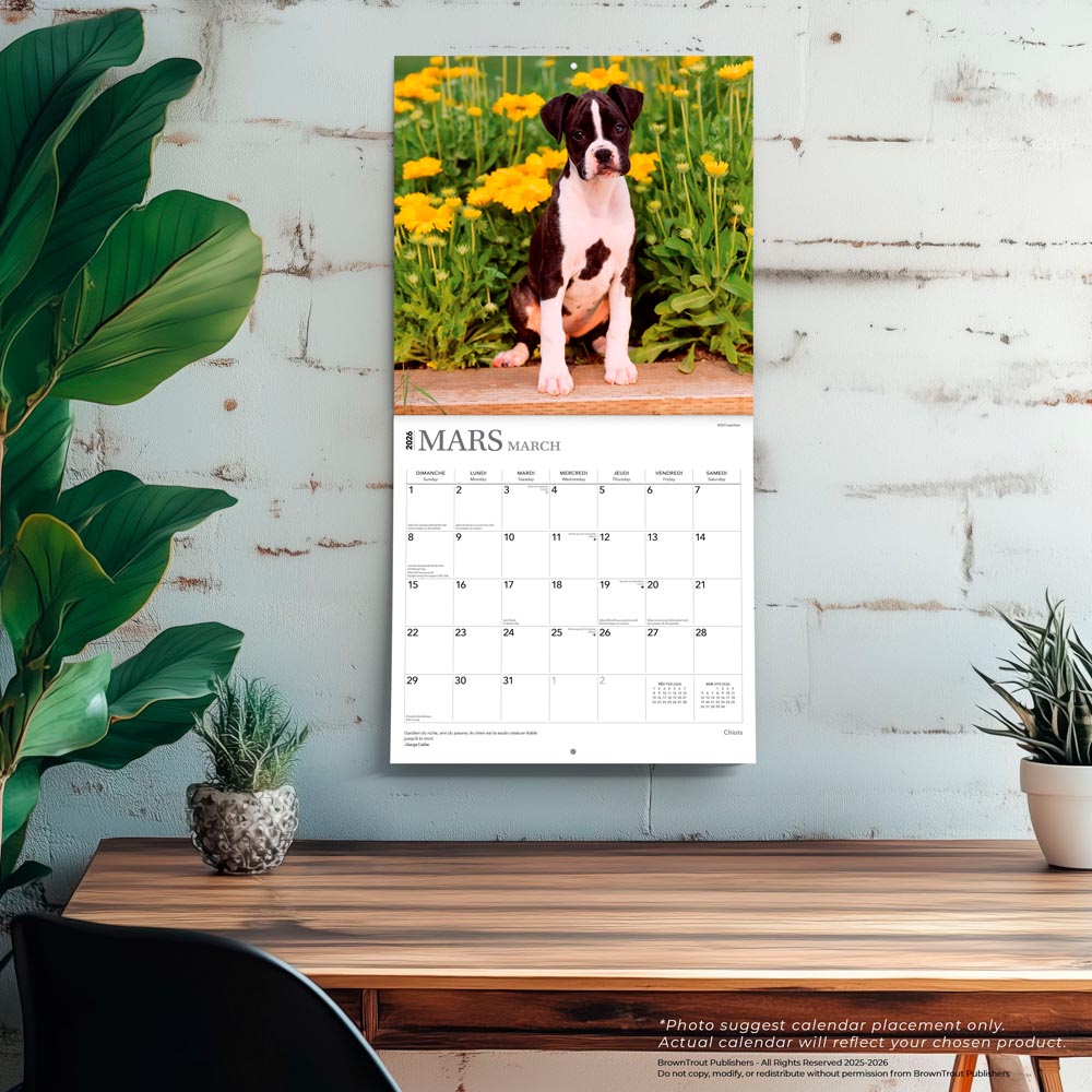 Chiots | 2026 12 x 24 Inch (Hanging) Monthly Square Wall Calendar | French Language