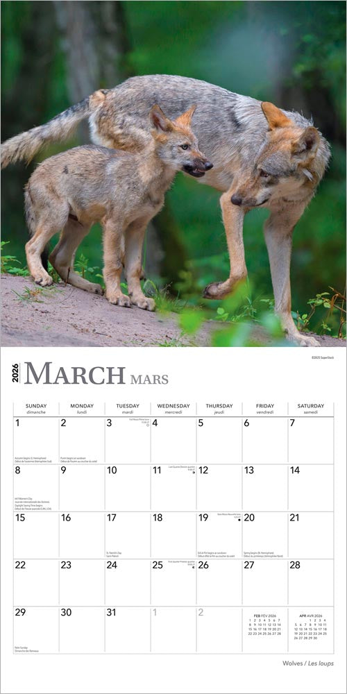 Wolves | 2026 12 x 24 Inch (Hanging) Monthly Square Wall Calendar | English/French Bilingual