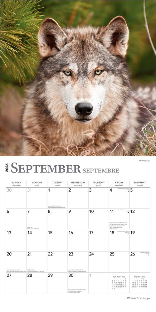 Wolves | 2026 12 x 24 Inch (Hanging) Monthly Square Wall Calendar | English/French Bilingual