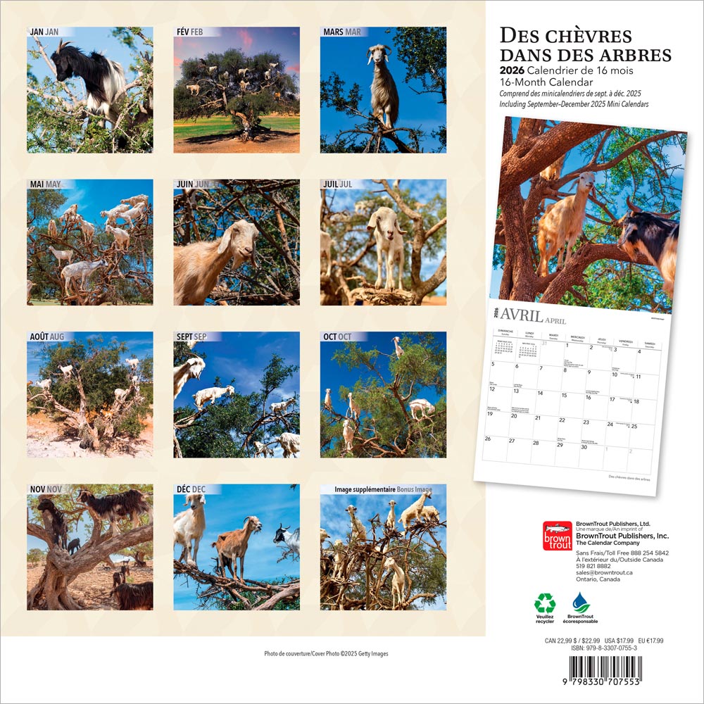 Des chèvres dans des arbres | 2026 12 x 24 Inch (Hanging) Monthly Square Wall Calendar | French Language