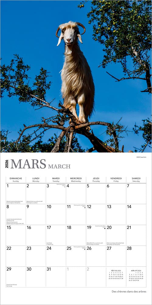 Des chèvres dans des arbres | 2026 12 x 24 Inch (Hanging) Monthly Square Wall Calendar | French Language