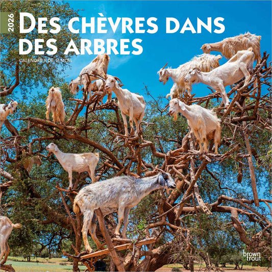 Des chèvres dans des arbres | 2026 12 x 24 Inch (Hanging) Monthly Square Wall Calendar | French Language