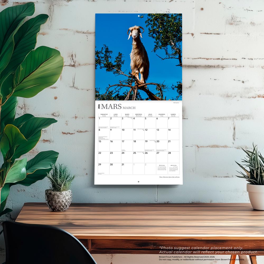 Des chèvres dans des arbres | 2026 12 x 24 Inch (Hanging) Monthly Square Wall Calendar | French Language