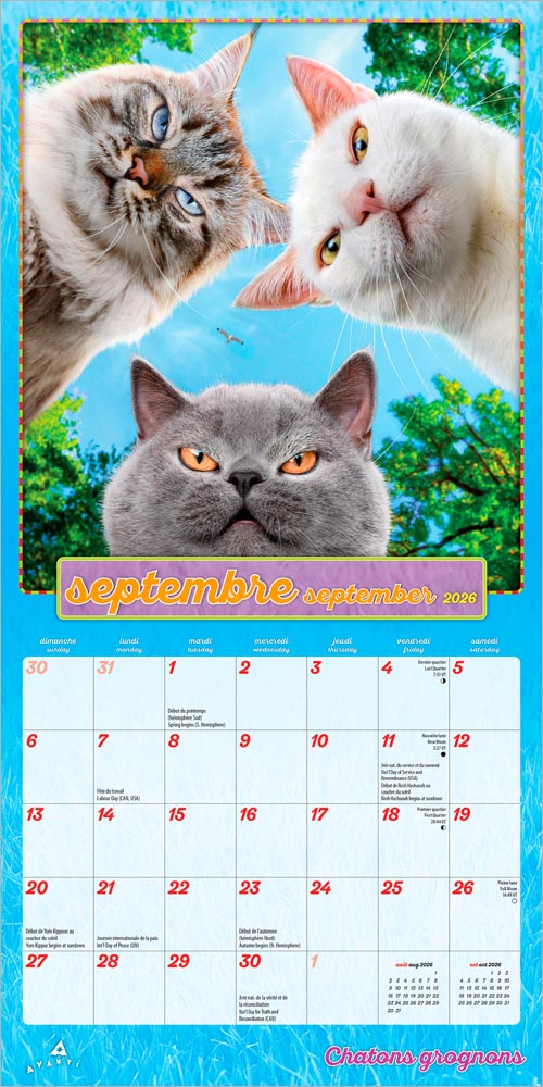 Avanti Chatons Grognons OFFICIEL | 2026 7 x 14 Inch (Hanging) Monthly Mini Wall Calendar